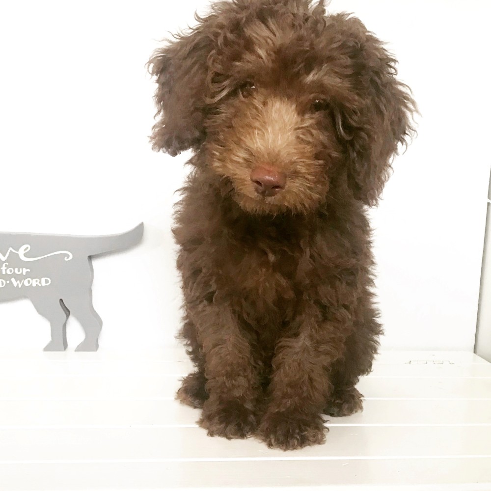 Cockapoo Puppy First Month